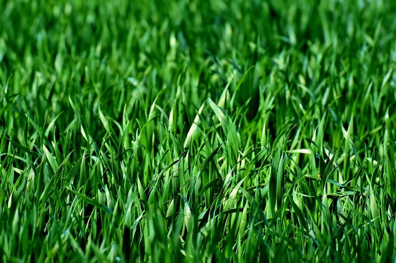 Green garden