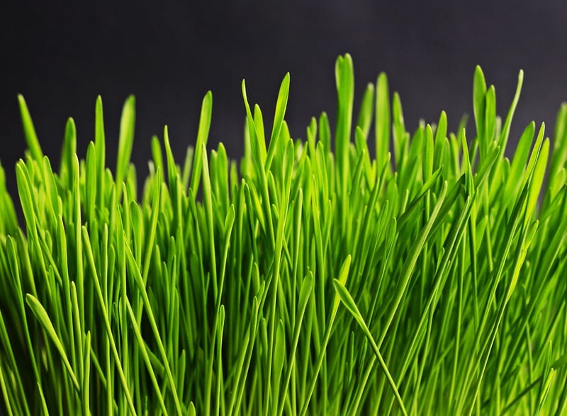 Green Grass Field