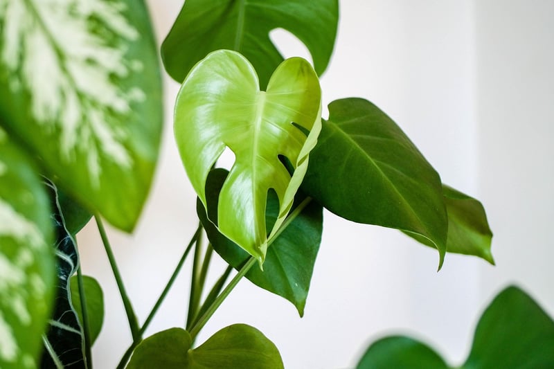 Indoor Plant