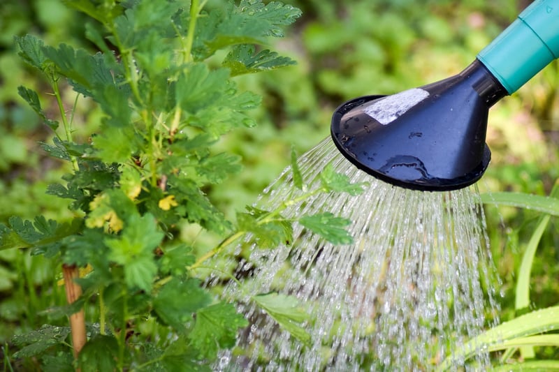 Watering can